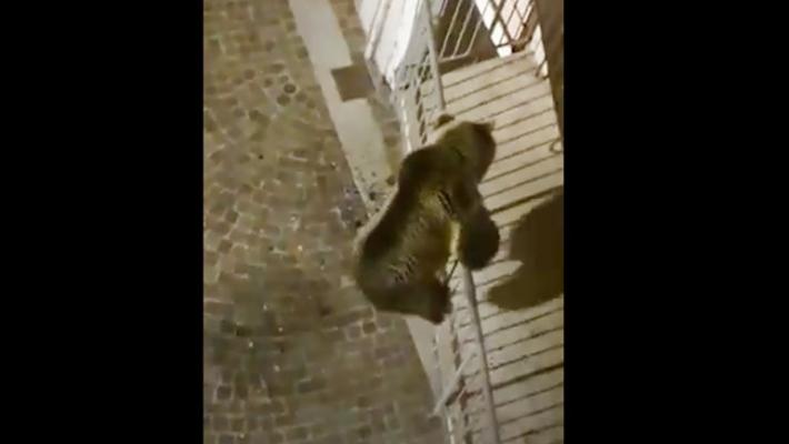 Un orso si arrampica su un balcone  in Trentino - Video 