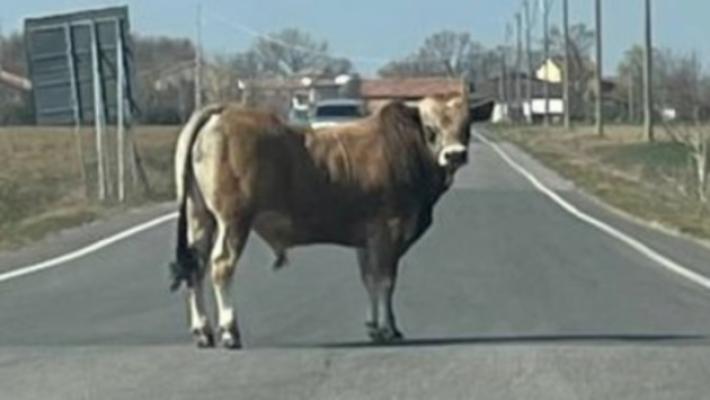 Toro scappa dal macello: è caccia in Brianza, ricerche anche nella Valle della Nava (Lecco) 