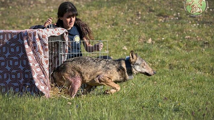 Il lupo Rio, salvato nel Parmense dopo l'avvelenamento: e ora torna libero