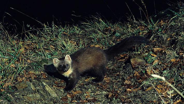 Dopo il lockdown, la foto-trappola regala la sorpresa: la martora (di nuovo) nel parmense