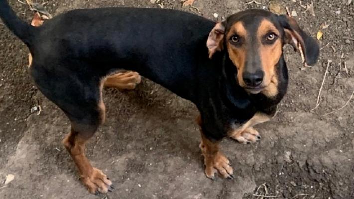 Cane da caccia ucciso da un lupo nei boschi della Predella