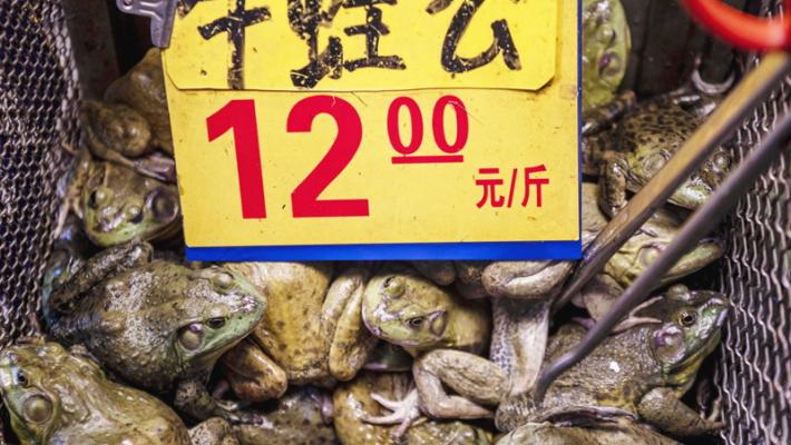 Wuhan vieta la carne di animali selvatici per 5 anni