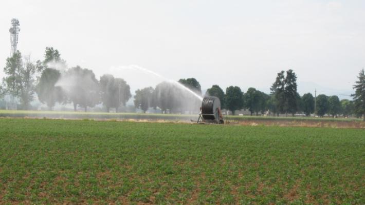 Crisi idrica, più che raddoppiato il costo per irrigare il pomodoro