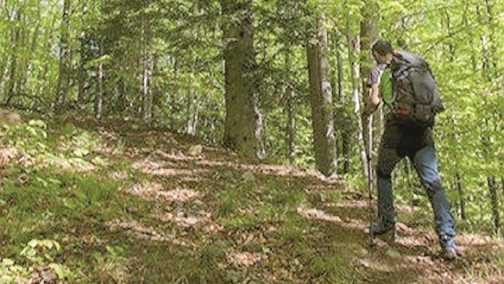 «Una guida per conoscere le nostre foreste»