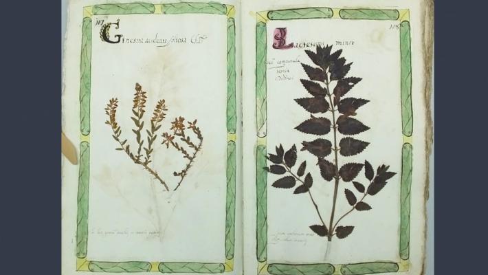 Curarsi con le piante: risale al 1722 l’Erbario del medico e botanico Casapini