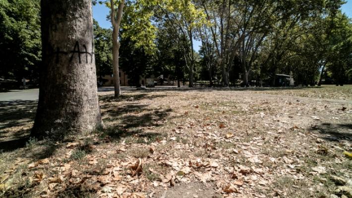 Foglie cadute come d'autunno. L'esperto: &laquo;Situazione preoccupante&raquo;