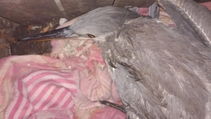 Salvato un airone con l'ala spezzata