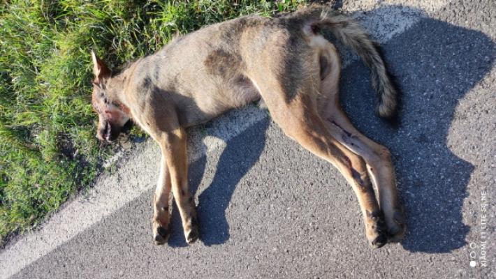 Investiti dalle auto due lupi e uno sciacallo dorato