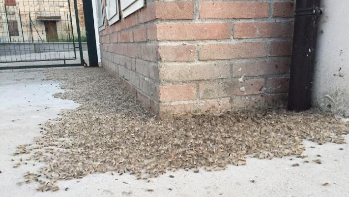 Famiglia sotto assedio dei bruchi