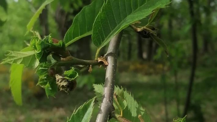 La vespa cinese minaccia i castagni: al via una «battaglia» biologica