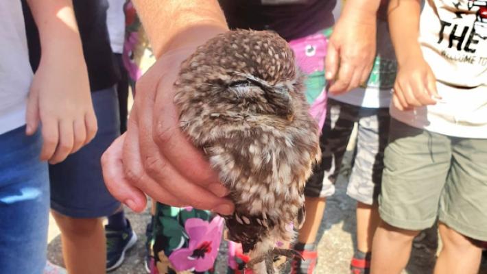 Gli alunni trovano una civetta nel cortile della scuola e la soccorrono