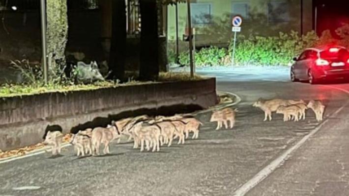 Salso, branco di cinghiali avvistato in viale Marconi