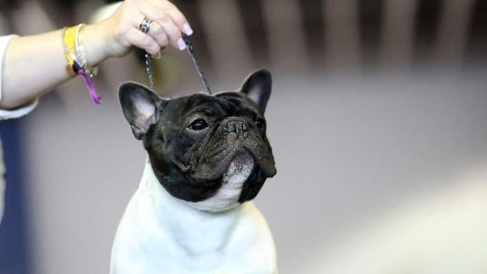 Sequestrato sito che vendeva cuccioli a vip e calciatori