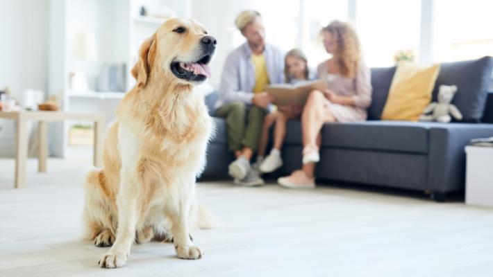 Non si affittano case a chi ha animali