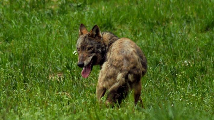 «La mia Daisy uccisa da un lupo»: segugio sbranato durante la caccia