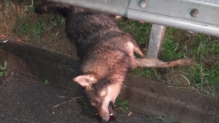 Lupo investito (e ucciso) sulla  tangenziale di Fidenza