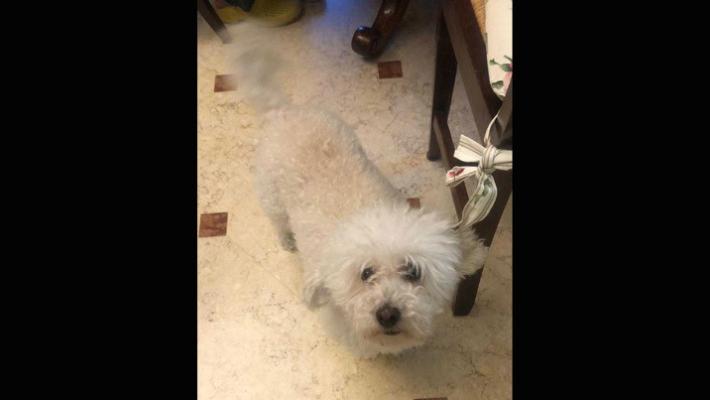 Chi ha visto  Dafne, la barboncina scappata di casa? 