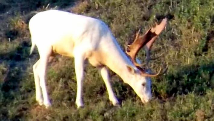 Ucciso il daino bianco: rabbia a Varano e Solignano