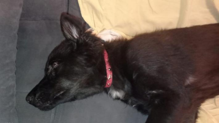 Salso, gara di solidariet&agrave; per la cagnolina investita da un'auto: deve essere operata