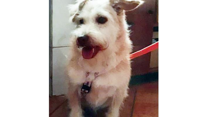 Appello per cagnetta data in adozione e persa a Parma