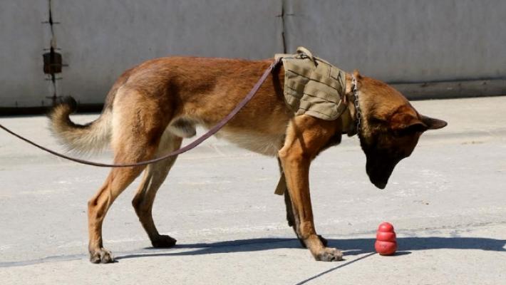 Il fiuto dei cani per scoprire il Parkinson: si cercano volontari per il progetto dell'Università