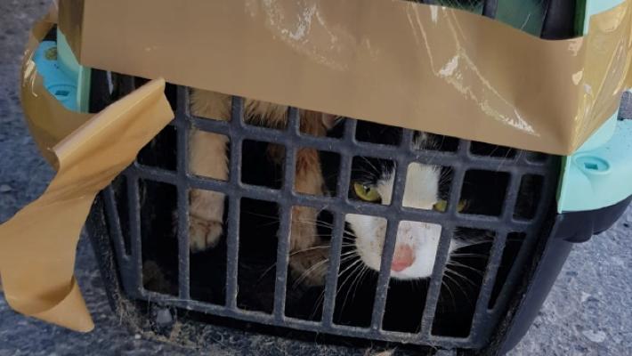 Una donna salva dei gatti sigillati in una gabbia buttata in un fosso