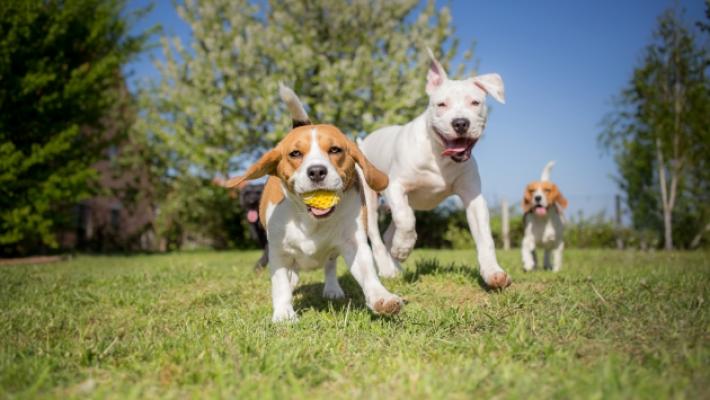 Comune di Montechiarugolo: affidata la realizzazione di un’area sgambamento cani presso “Donatori del Sangue” a Basilicanova