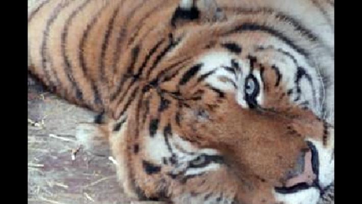 Donna uccisa da una tigre allo zoo di Zurigo