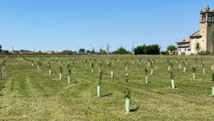 KilometroVerdeParma, 13.800 alberi piantati in un anno per combattere smog e afa