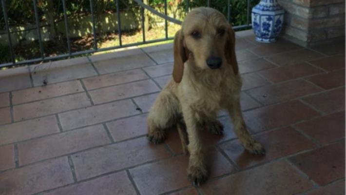 Solignano, un altro cane sbranato dai lupi