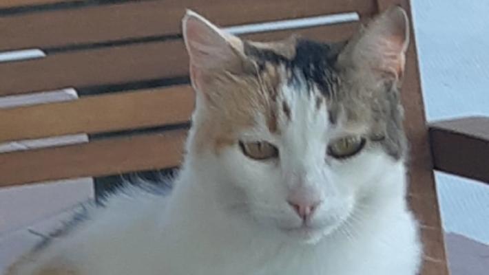Gatta impallinata, vittima di un gioco crudele?