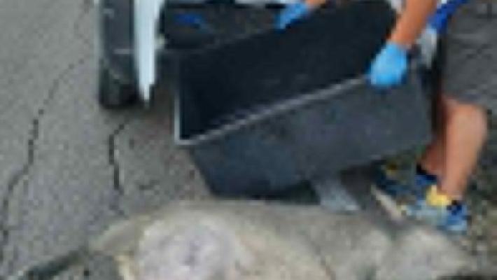 Cinghiale investito e ucciso, ma nessuno denuncia l'incidente