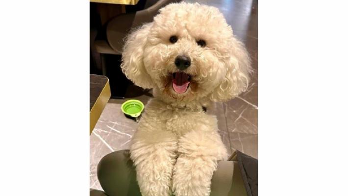 Fette di salame piene di spilli buttate sul balcone per uccidere il cagnolino