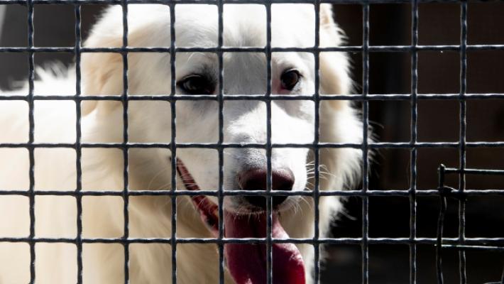 Cani e gatti: troppi abbandoni