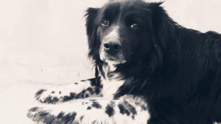 Roccabianca, cane sbranato dai lupi