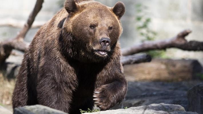 Trento, l'orso M49 è fuggito nuovamente dal recinto