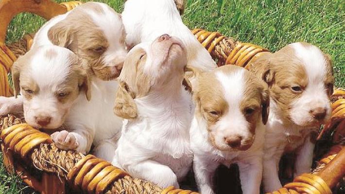 Quelle fake news  sugli animali pericolose per la loro sicurezza