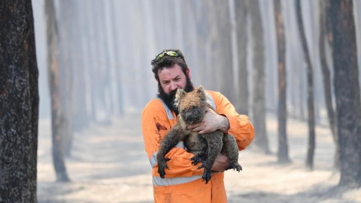 Studio: 3 miliardi di animali spariti in incendi 2019