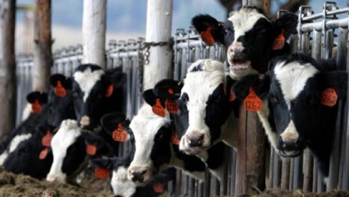 Lingua blu,  anche a Parma un allevamento positivo al sierotipo 4 
