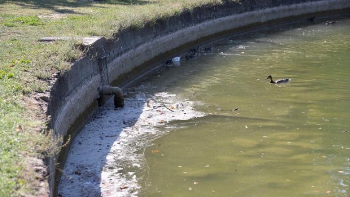 Parco Ducale nobile decaduto: il laghetto stagno maleodorante