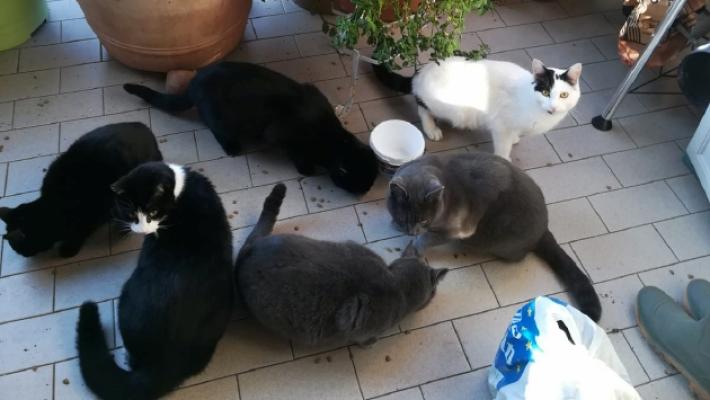 Uccisi 15 gatti con i cuccioli a Pilastro: «Qualcuno ha messo il topicida nelle pappe»