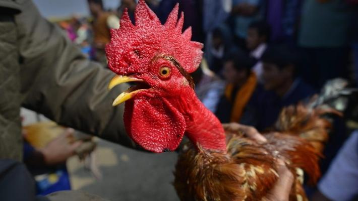 Multa da 166 euro (a 83 anni) perch&eacute; il  suo gallo canta troppo presto
