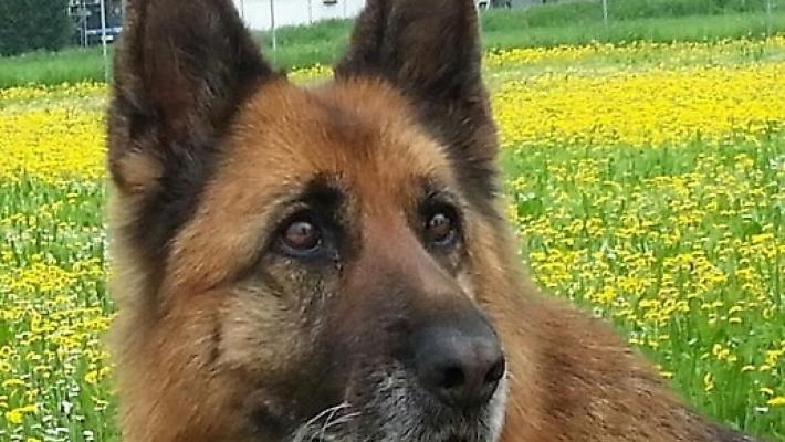 Ritrovata Luna. "Ma non se n'è andata da sola"