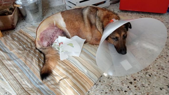 «Il mio cane ferito da un colpo di fucile»: il drammatico racconto