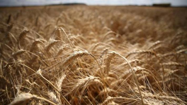 Grano duro di alta qualit&agrave;: rinnovato fino al 2025 l'accordo di filiera fra Barilla e produttori 