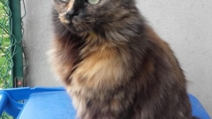 Miguli, scomparsa a Collecchio