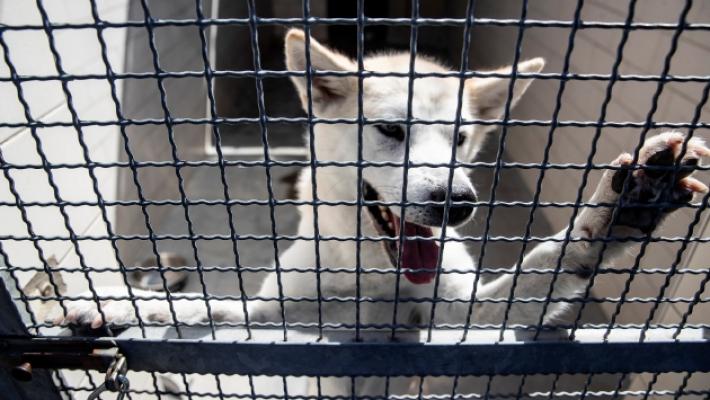 Benessere animale, è scontro fra Giunta e opposizione