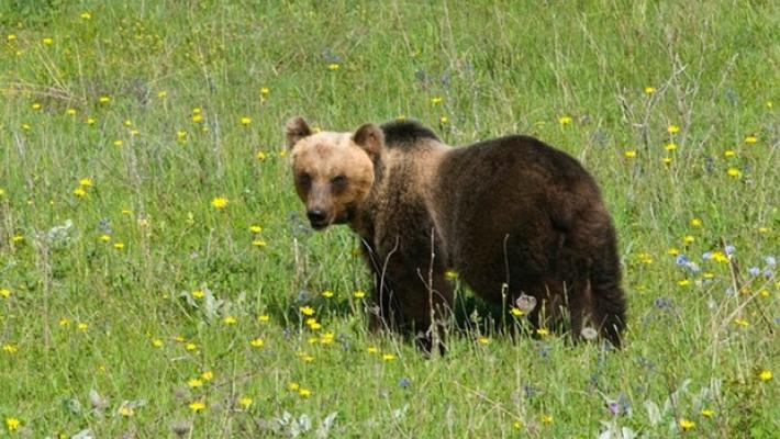 Orso aggredisce carabiniere ad Andalo, catturato