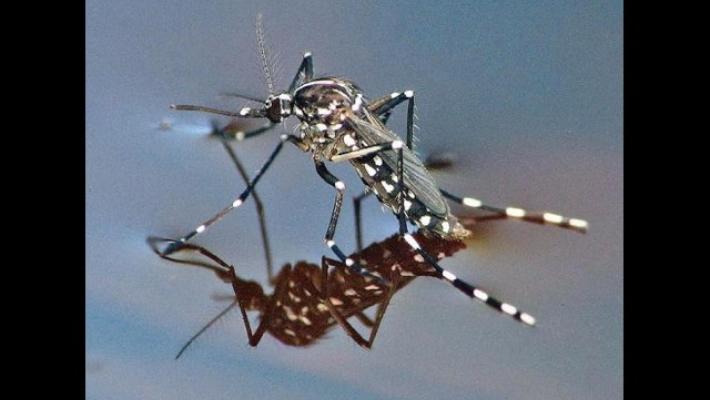 West Nile: Iss, raddoppiano i contagi. 94 casi e 7 morti