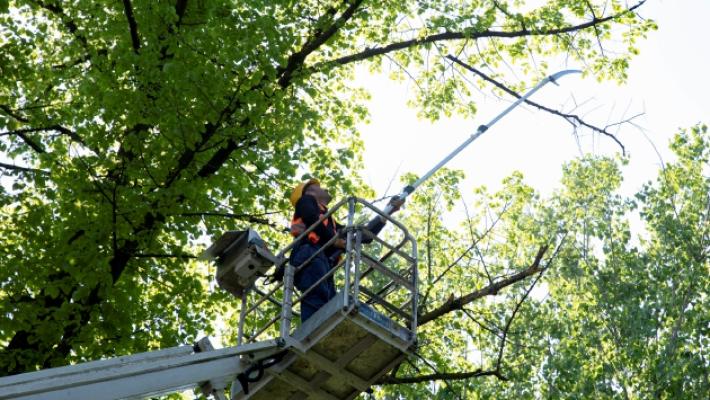 Stanziati 1,1 milioni per le potature degli alberi in città